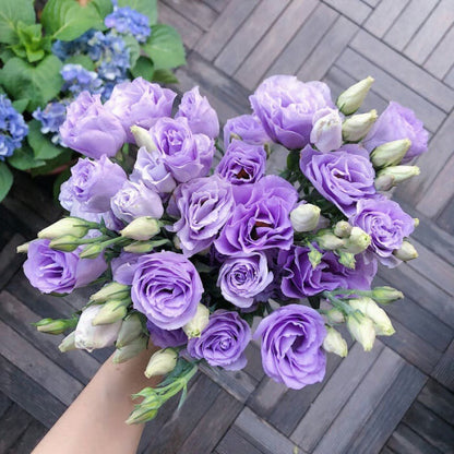 GardenMuse – Semillas de flores multicolores elegantes