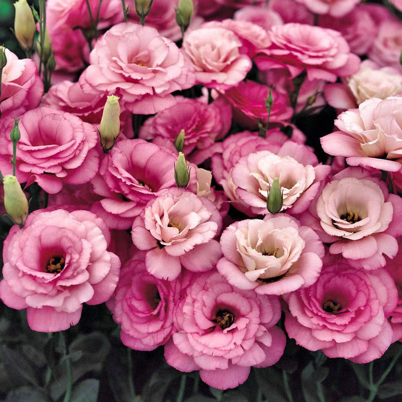 GardenMuse – Semillas de flores multicolores elegantes