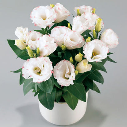 GardenMuse – Semillas de flores multicolores elegantes