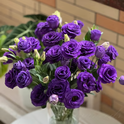 GardenMuse – Semillas de flores multicolores elegantes