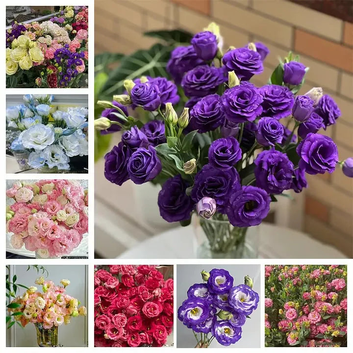GardenMuse – Semillas de flores multicolores elegantes