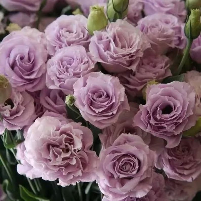 GardenMuse – Semillas de flores multicolores elegantes